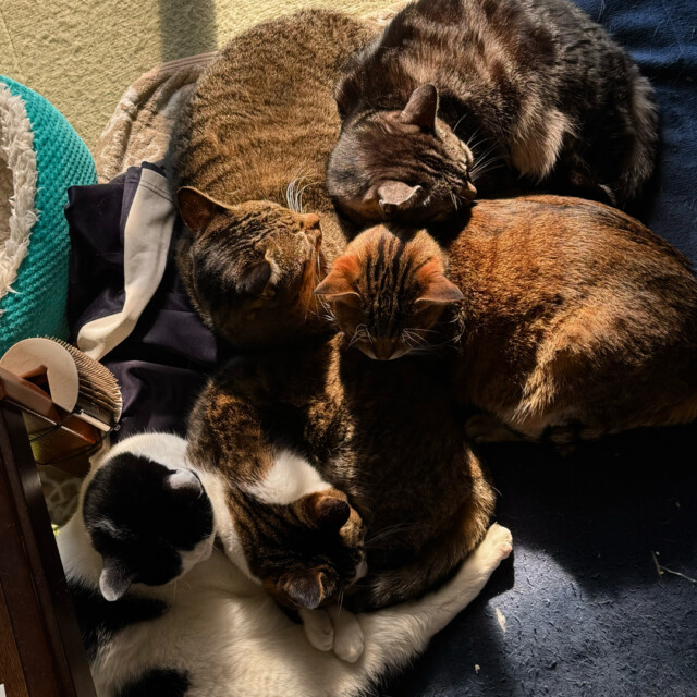 猫吸いがもたらす郷愁